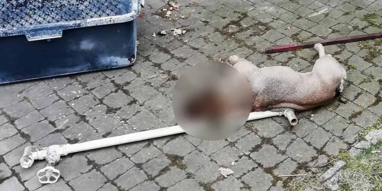 „To się nie mieści w głowie”. 57-latek brutalnie zabił psa