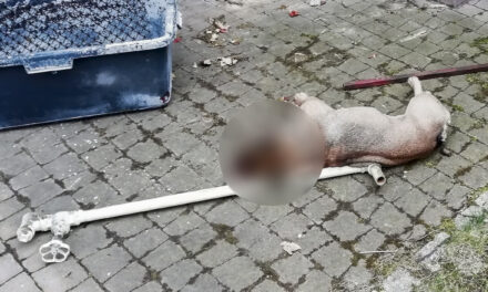 „To się nie mieści w głowie”. 57-latek brutalnie zabił psa