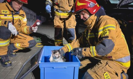 Kot utknął między elementami zawieszenia. Z pomocą ruszyli strażacy