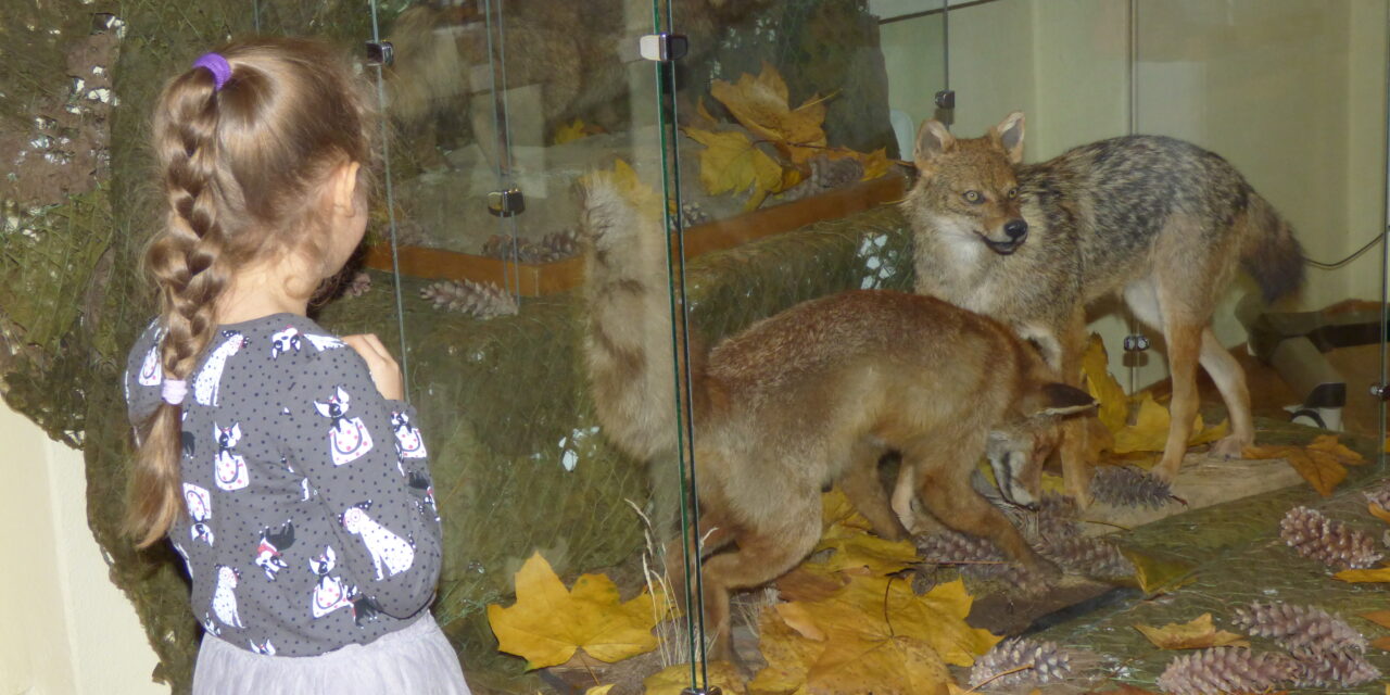 Bliskie spotkania z wilkami w Muzeum Regionalnym