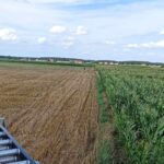 Byk wciąż na wolności. „Najprawdopodobniej nie ma go już na terenie gminy Doruchów”