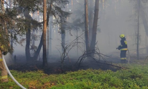 Pożar lasu w Michałowie. Paliło się poszycie leśne
